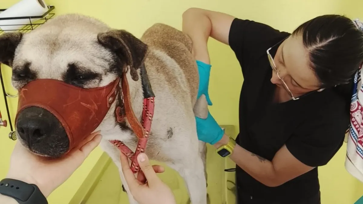 De acuerdo con la institución, la atención inmediata a estos casos busca reducir el sufrimiento animal y fomentar la empatía ciudadana.