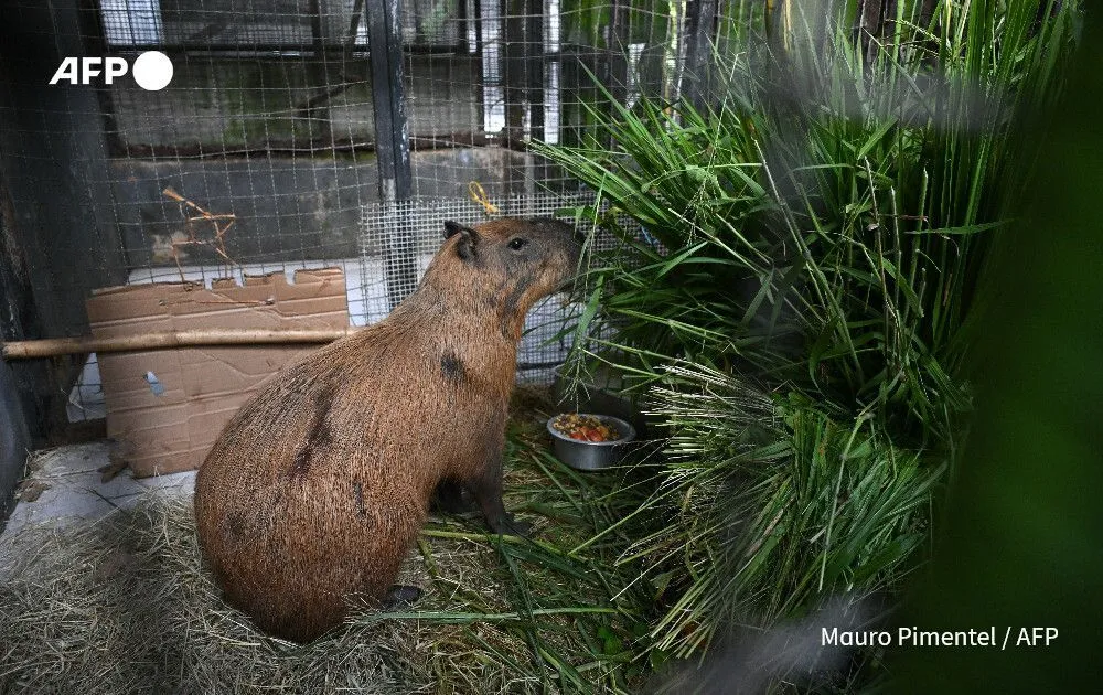 [VIDEO] Ataque a capibara en Brasil deja a ocho personas detenidas