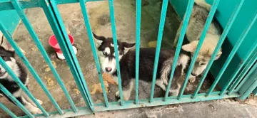 Segundo Foro de Prevención de Maltrato Animal en el Estado de México