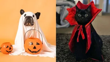 Disfraces para mascotas en Halloween 2026