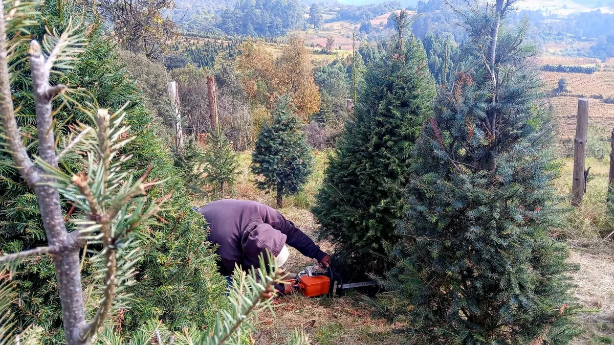 Inicia venta de árboles de Navidad en San Miguel Mimiapan, Xonacatlán
