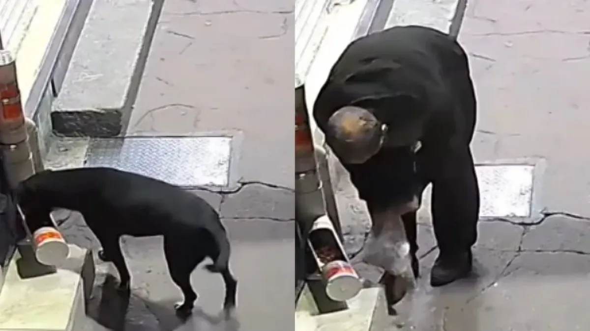 Hombre roba croquetas a perrito callejero en Edomex