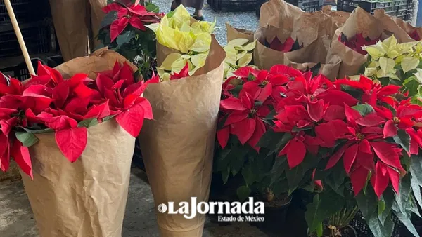Flor de Nochebuena presentó repunte de ventas en Edomex