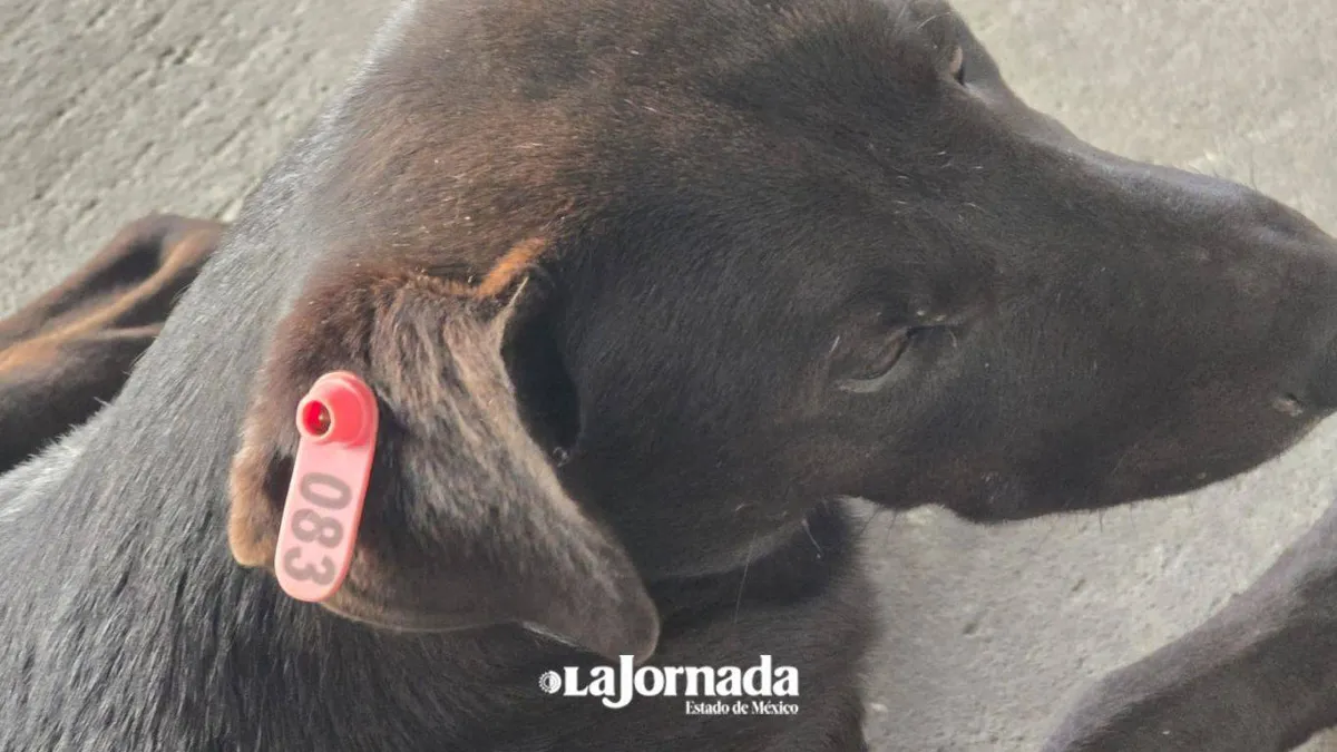 Edomex: Regresa programa ético de control de animales en condición de calle