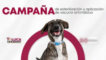 Campaña de esterilización gratis en San Diego Linares. Aquí los detalles