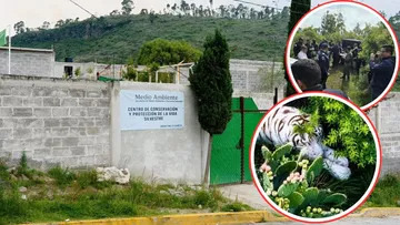 Semarnat aclara que tigre de Bengala no escapó de instalaciones federales en Tepetlaoxtoc