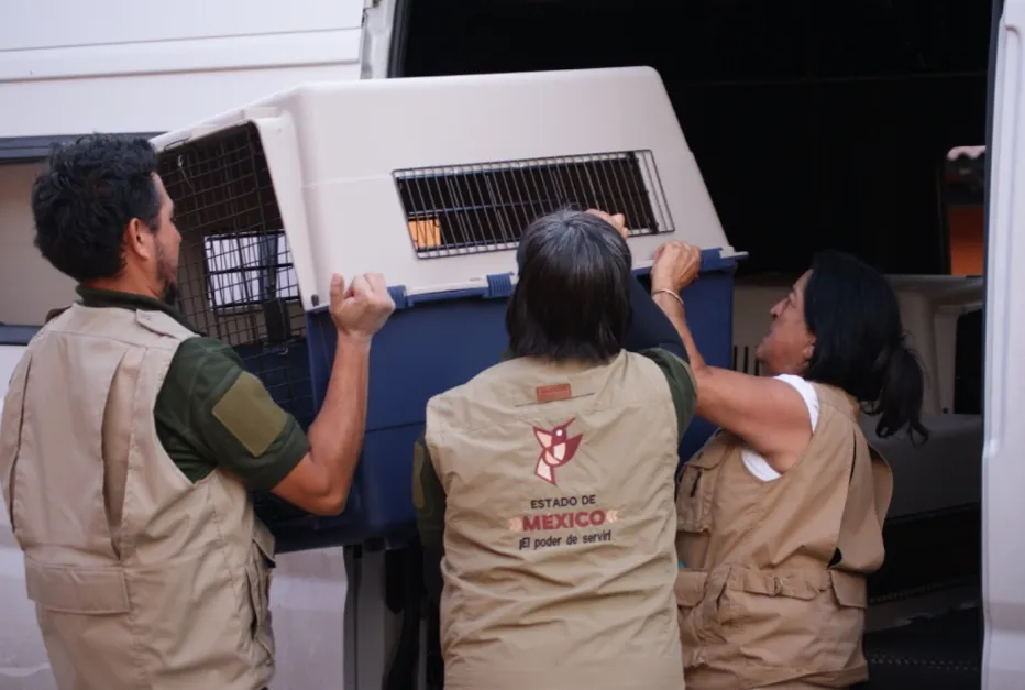 Maltrato animal en Edomex alcanza hasta 35 mil pesos de multa y cárcel