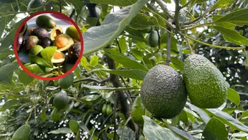 Industria agro avanza con miras a la exportación en Edomex