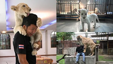 Más de 500 leones en casas y cafeterías de Tailandia: “Es una locura”, advierten.