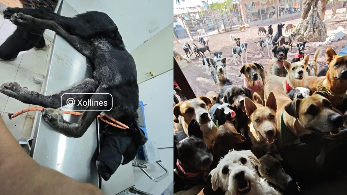 Refugio canino Xollin refuerza seguridad tras ataque a balazos
