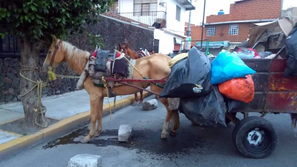 Ayuntamiento no cumplió, equinos siguen de carretoneros