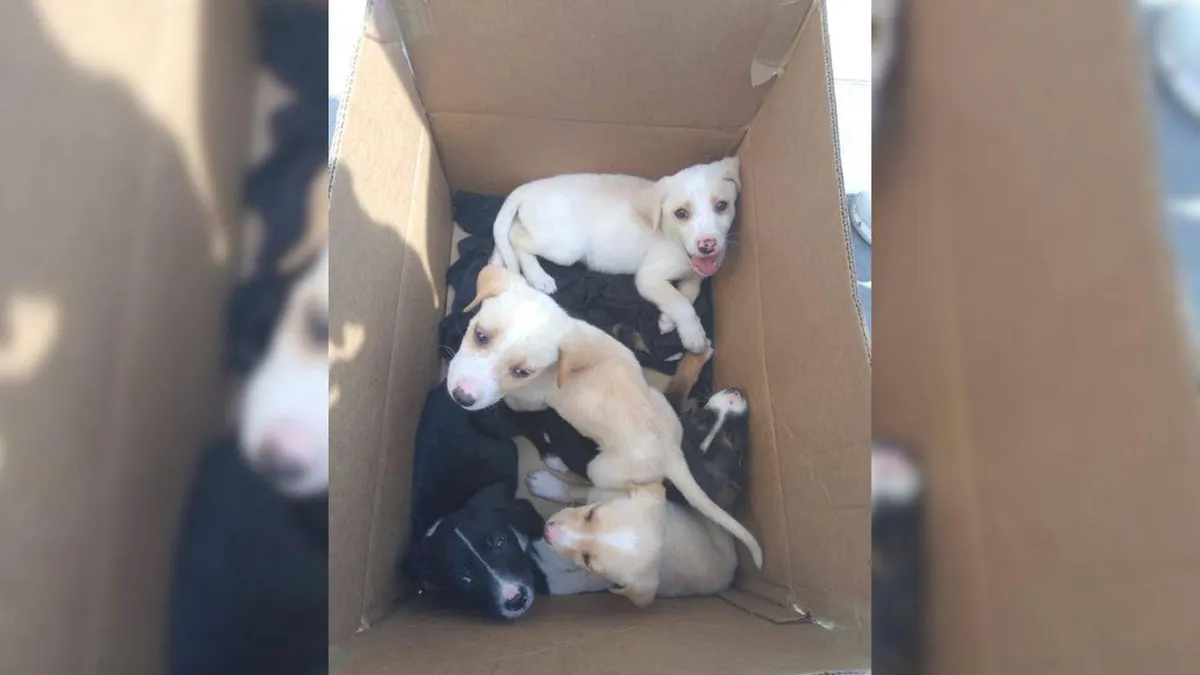 Edomex: Asociación protectora de perros convierte a callejeros en comunitarios