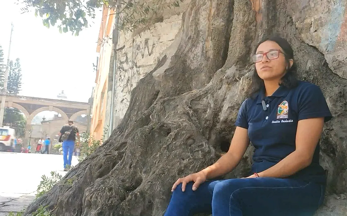 Cultivo de olivo en Chimalhuacán, tesoro en medio de la mancha urbana