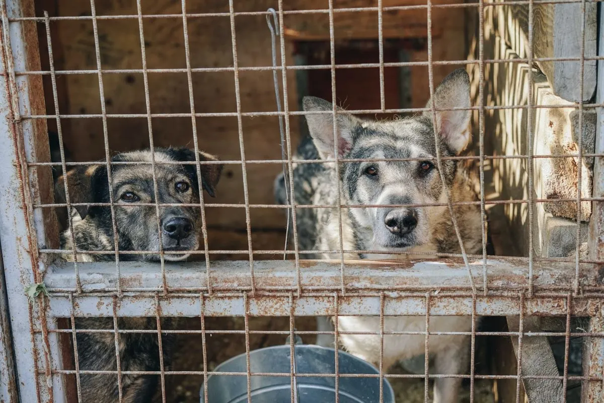 La cantidad de perros, gatos y gallinas que se encuentran embolsados en calles de dicha demarcación del Estado de México son uno de los indicadores que prueban que los animales han sido utilizados para rituales. Foto: La Jornada