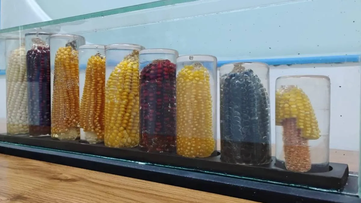 Maíz palomero toluqueño en riesgo de desaparecer