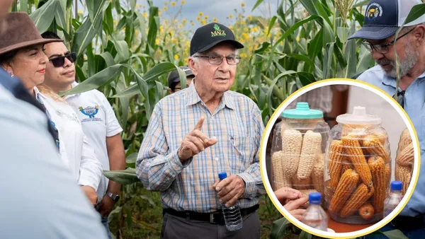 Chapingo y Sader unen esfuerzos para proteger el maíz nativo de México
