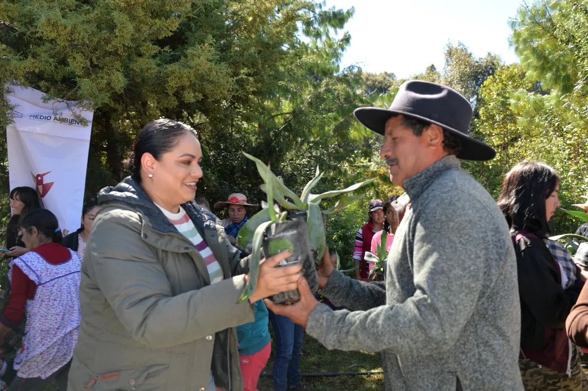 Maguey, excelente opción para reforestar y conservar el medio ambiente