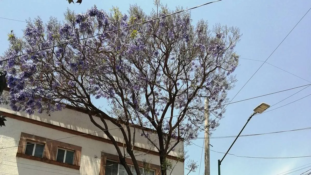 Jacarandas y eucaliptos, un problema ambiental creciente