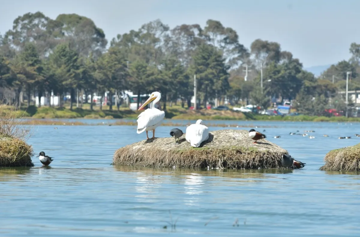 Huéspedes del viento en el corazón de San Pablo Autopan