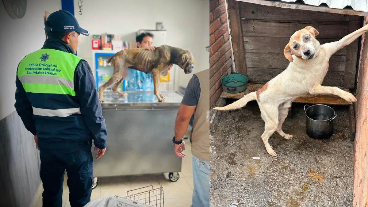 San Mateo Atenco: Rescatan a dos perros que sufrían maltrato