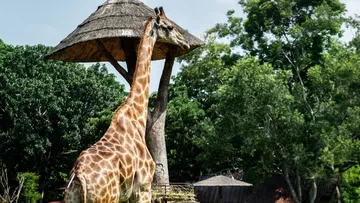 Estas son las razones por las que acusan al ex director de zoológico de Chilpancingo