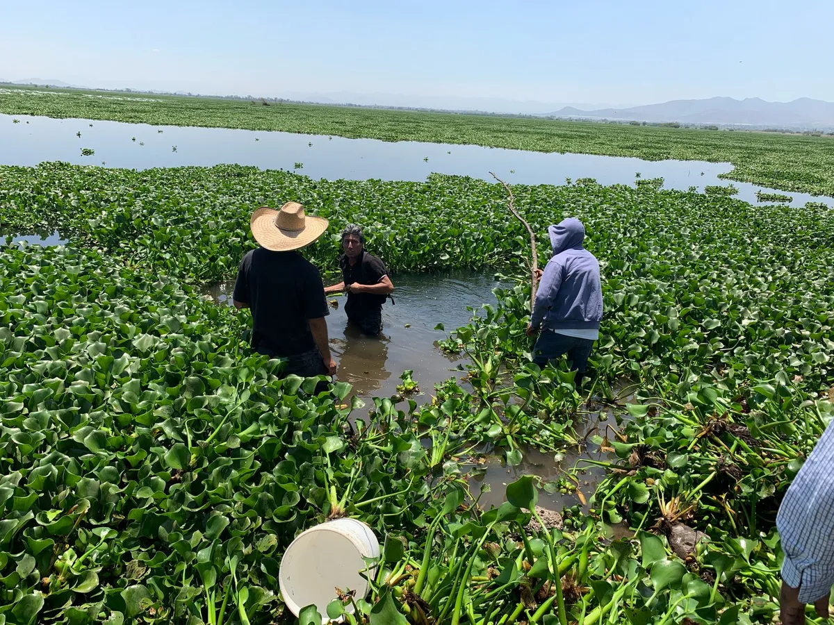 Siembran peces en la Laguna de Zumpango; luchan contra el lirio acuático