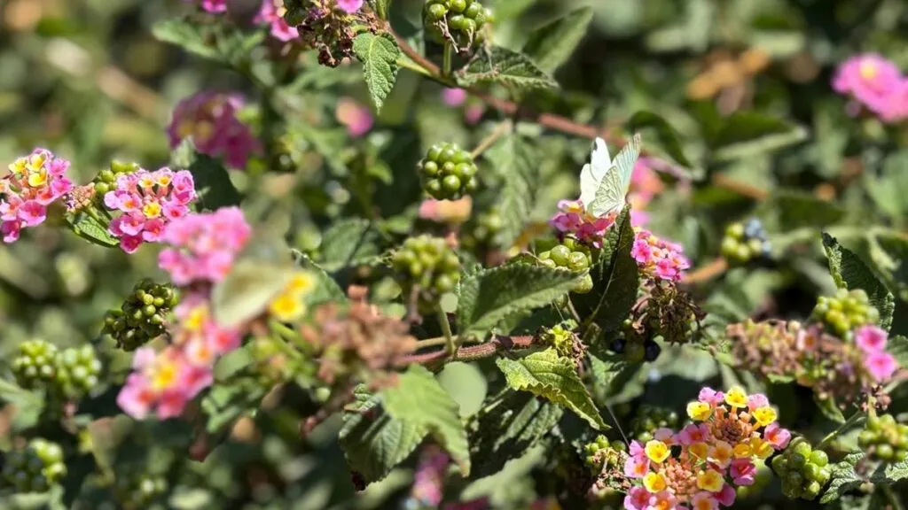 Observa gratis mariposas en Ecatepec durante estas vacaciones