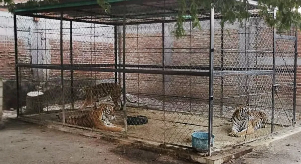 Resguardan autos, armas y animales exóticos en Guerrero: Fiscalía