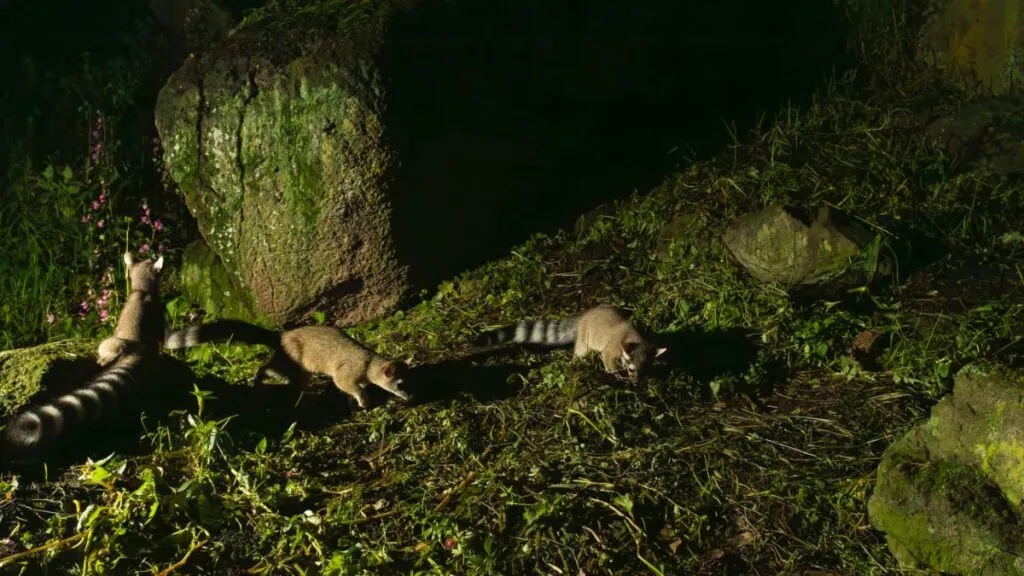 Animales silvestres en Toluca no son un peligro, asegura especialista