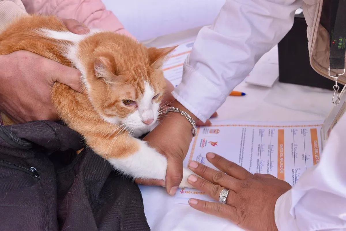 Edomex implementa Registro Único de Animales de Compañía con nueva ley
