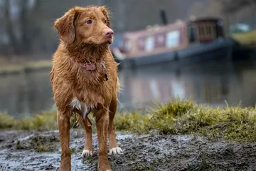 Vecinos de Toluca promueven el cuidado responsable de mascotas durante temporada de lluvias