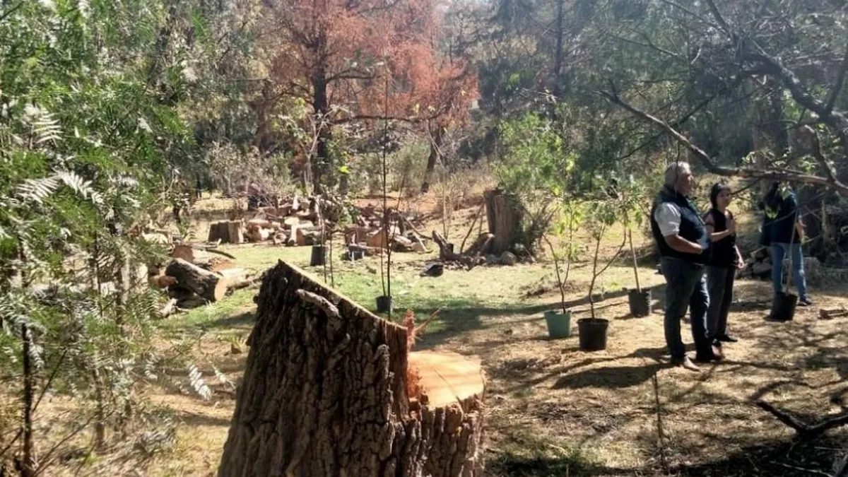 Atizapán: Vecinos se oponen a devastación de zona arbolada y barranca