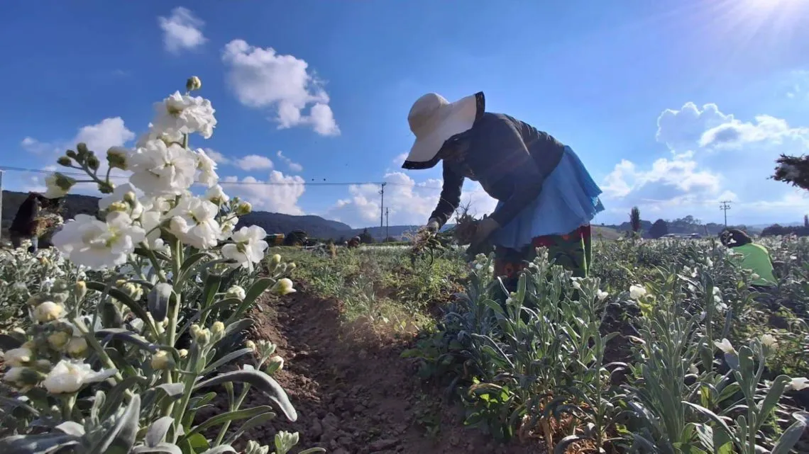 Incrementa la venta de flores en Tenango del Valle por Día de Muertos