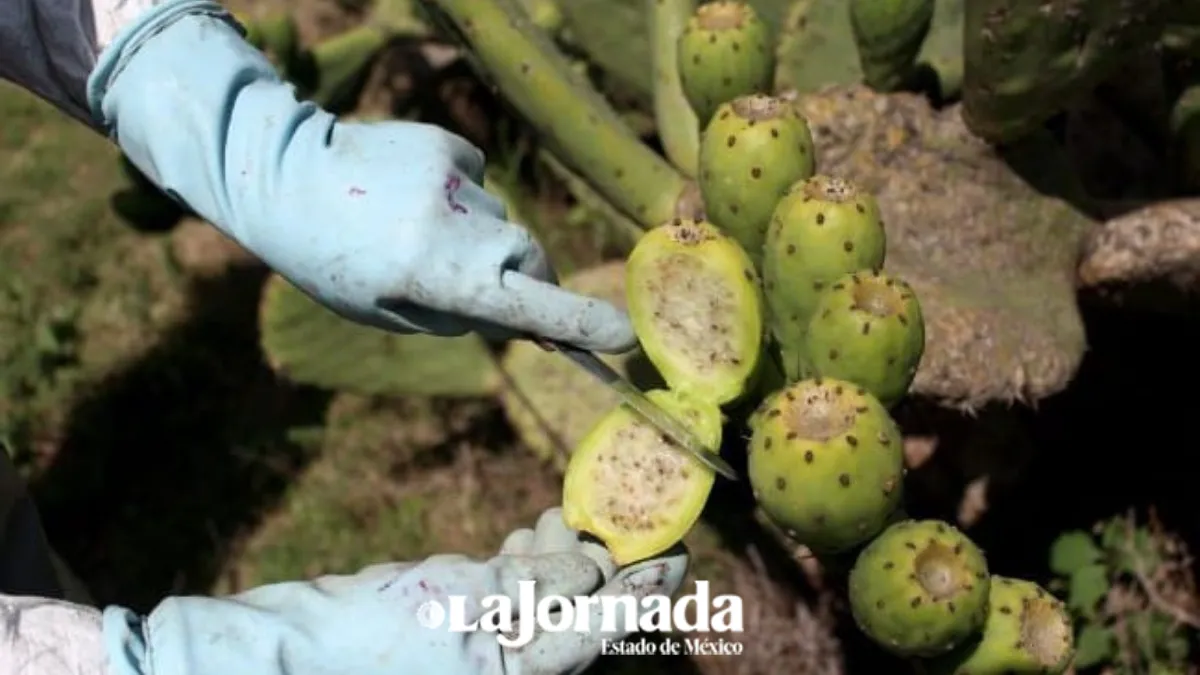 Heladas afectan 70% de la producción de tuna en Edomex