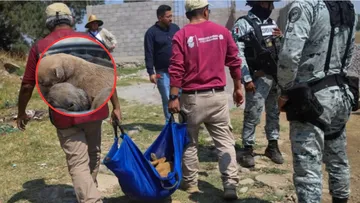 Operativo en Chicoloapan: Aseguran a 29 caninos tras reportes de ataques en Santa Rosa
