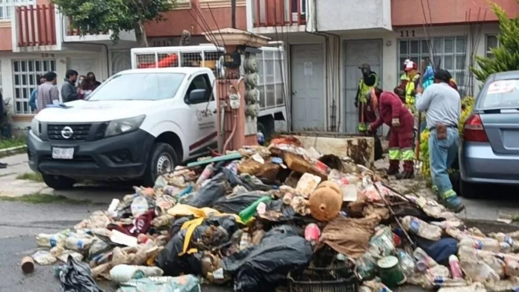 Tecámac: Rescatan a abuelitos y más de 90 gatos hacinados en una vivienda