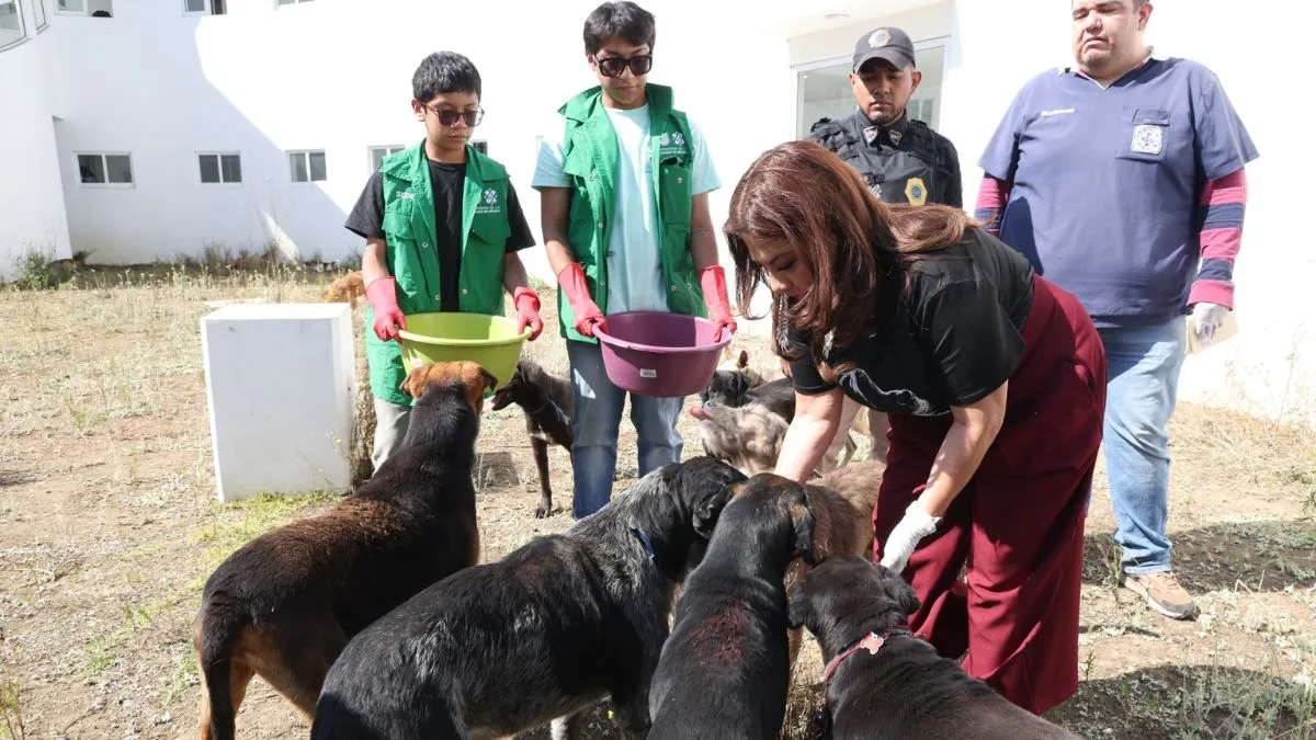 CDMX: Garantizan atención a perros rescatados del Refugio Franciscano
