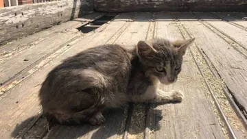 Edomex: Rescatan a 44 mascotas que sufrían maltrato animal