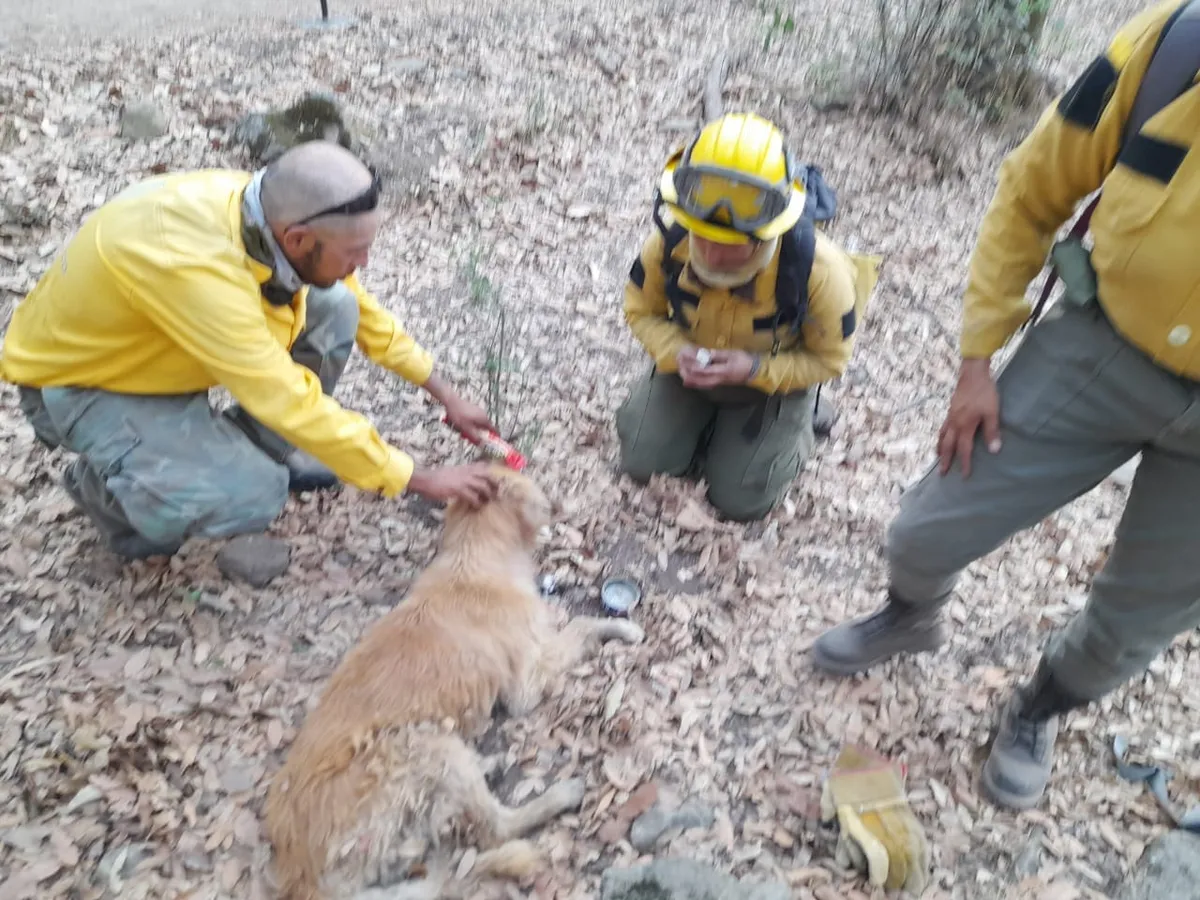 Un grupo de brigadistas y voluntarios, quienes están trabajando para sofocar las llamas, hallaron a un cachorro de raza Golden Retriever en uno de los caminos cercanos a Los Arcos del Sitio del Pueblo Mágico. Foto: Captura