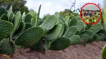 Impulsan cultivo de nopal, símbolo de resiliencia y alimento saludable en Edomex