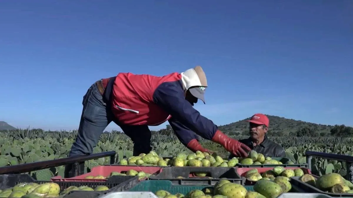 Productores de tuna y nopal del Edomex suspenden cierres carreteros