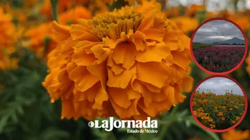 San Francisco Putla en Tenango lleva su cempasúchil a todo México
