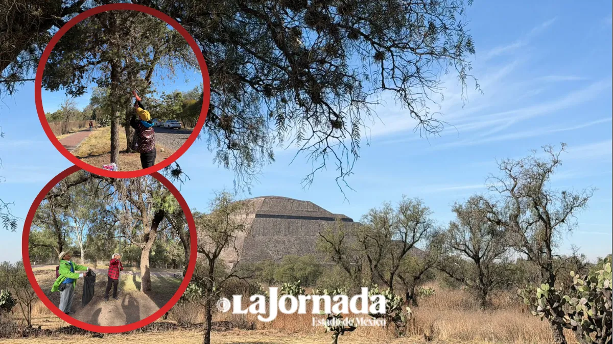 Heno motita seca árboles y amenaza el entorno natural de Teotihuacán