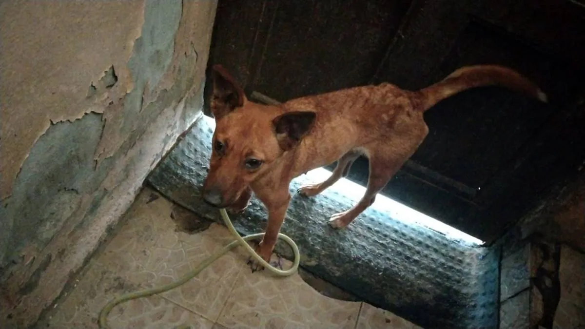 Buscan salvar 21 mil perros callejeros de la eutanasia