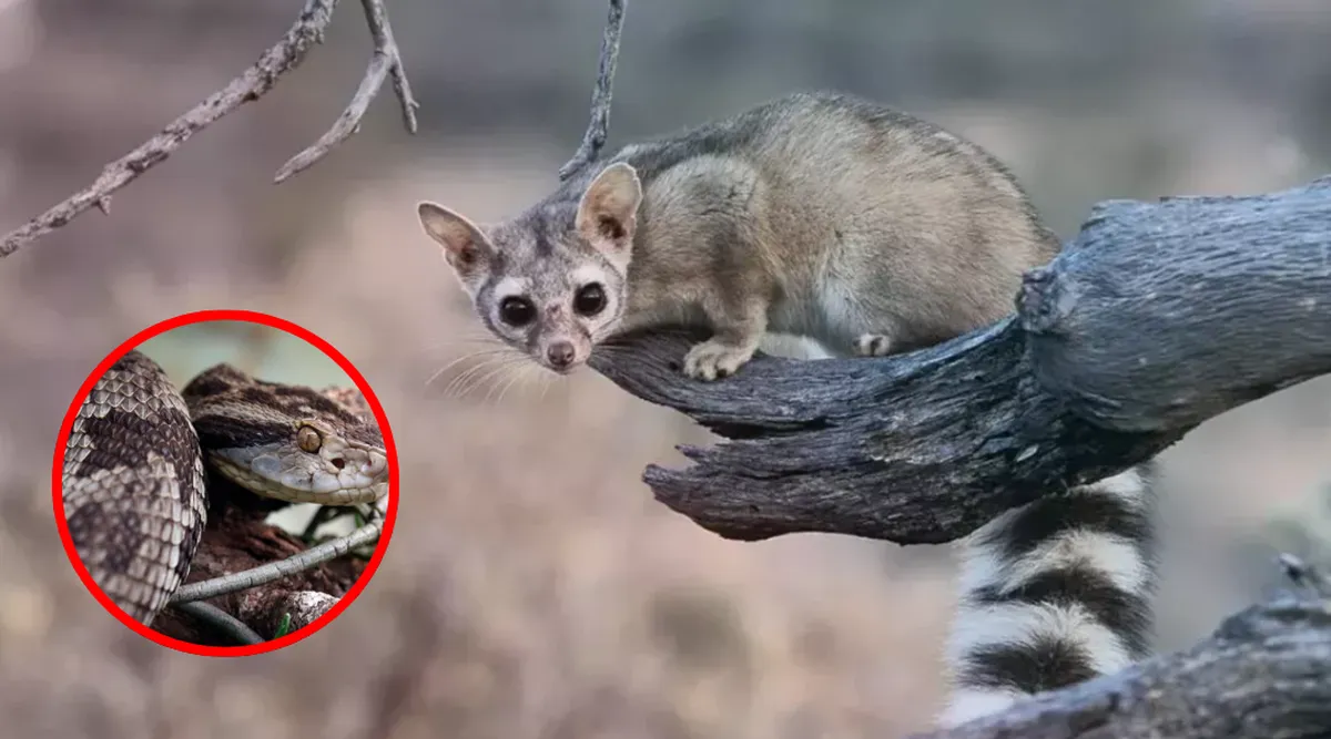 ¡Cuidado! Atizapán pide no dañar a víboras ni cacomixtles