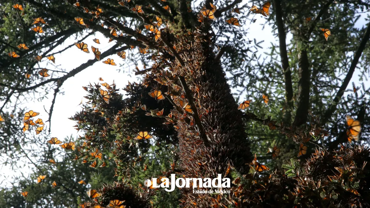 Población de mariposas monarca en México presenta una disminución histórica