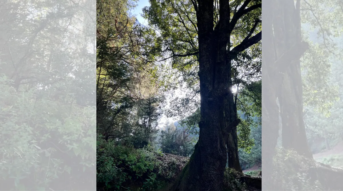 Nicolás Romero: Piden resguardo de pozos y frenar tala de bosques