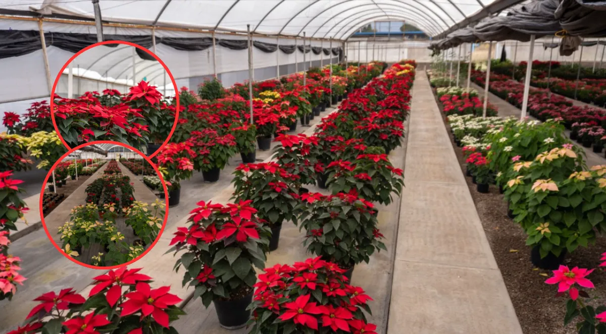 Nuevas variedades mexicanas de Nochebuena serán reveladas en Chapingo