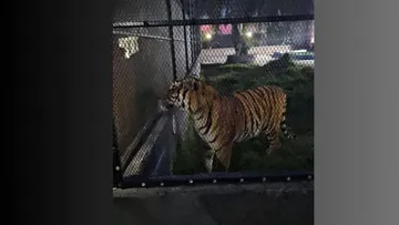 Chapultepec: Rescatan a tigre de bengala