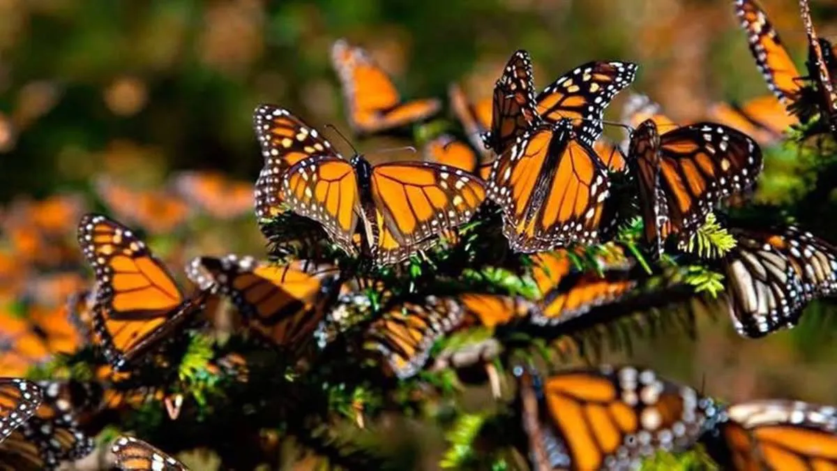 Guardianes del Ehécatl se suman al monitoreo de la migración de la mariposa monarca en el Edomex
